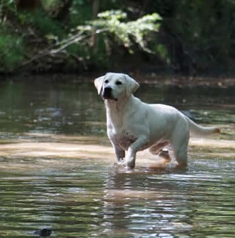White Labrador In The Lake