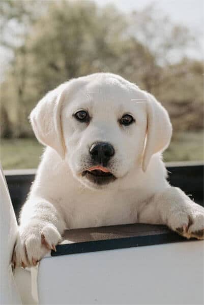 White Labrador Puppy Looking At Camera