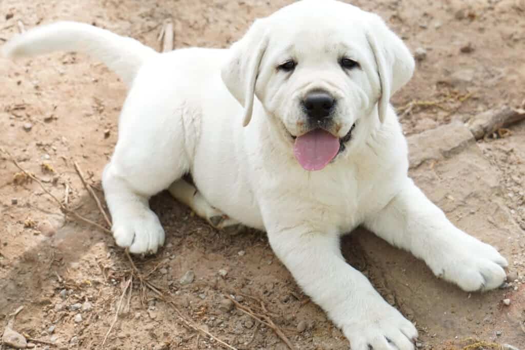 labrador puppy