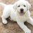 labrador puppy