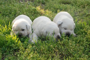 white english labrador