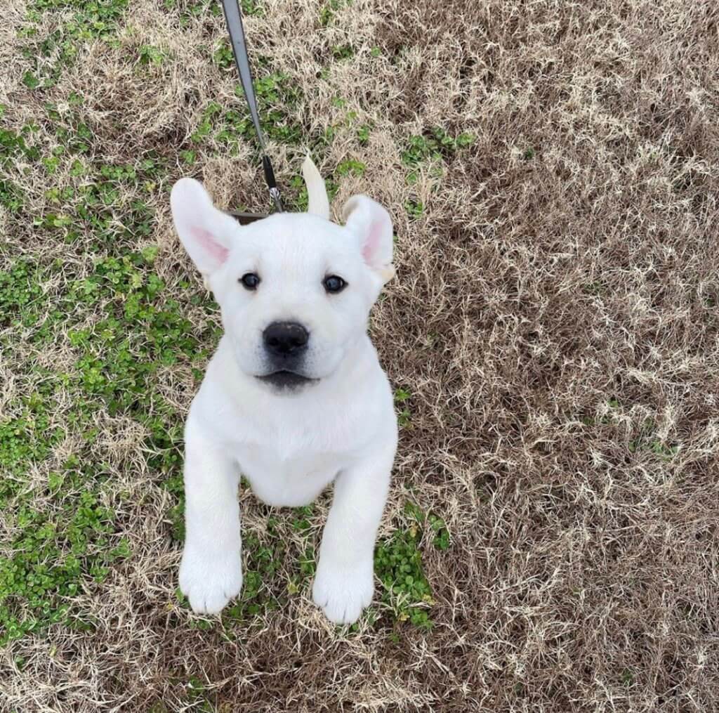 polar bear puppy standing on its hind legs