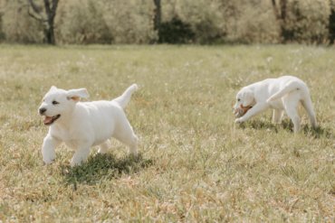 white labradors playing