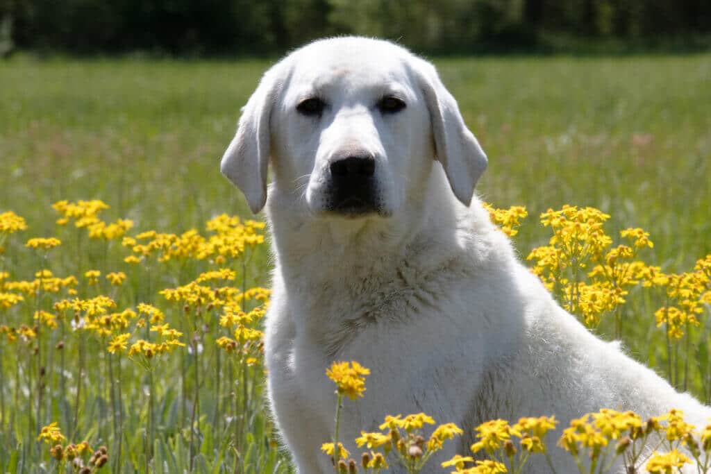 white lab in yellow flowers