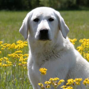 white lab in yellow flowers