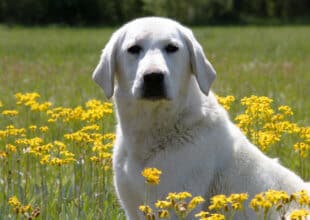 white lab in yellow flowers