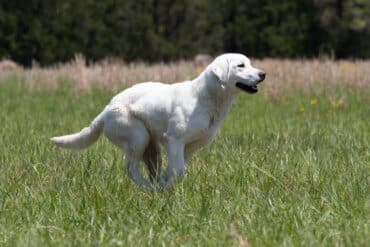 english labrador running through the field