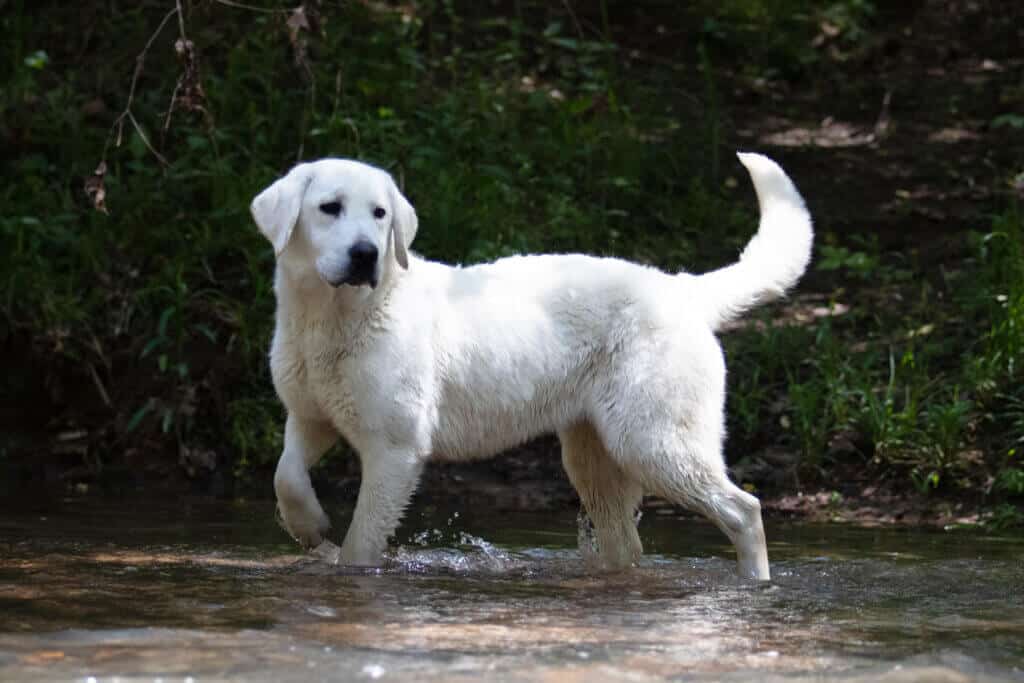 english labrador for sale