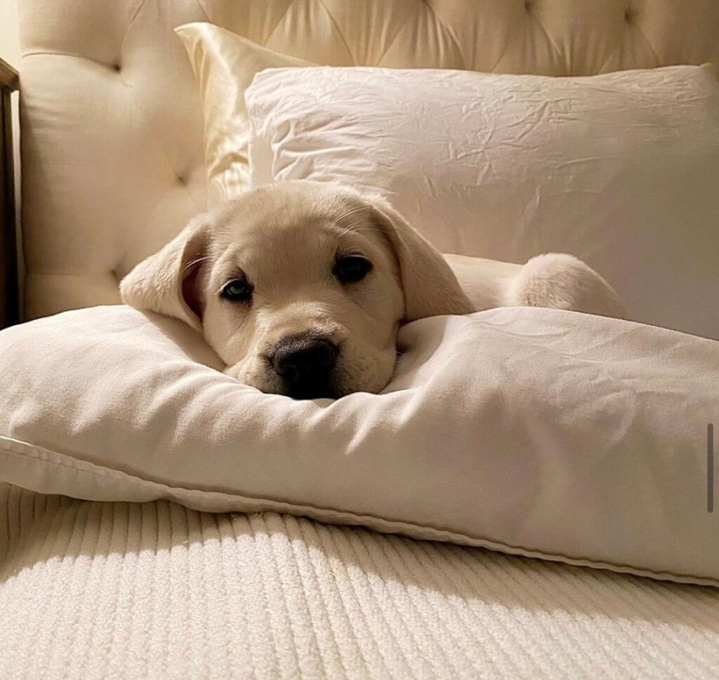 puppy on pillow