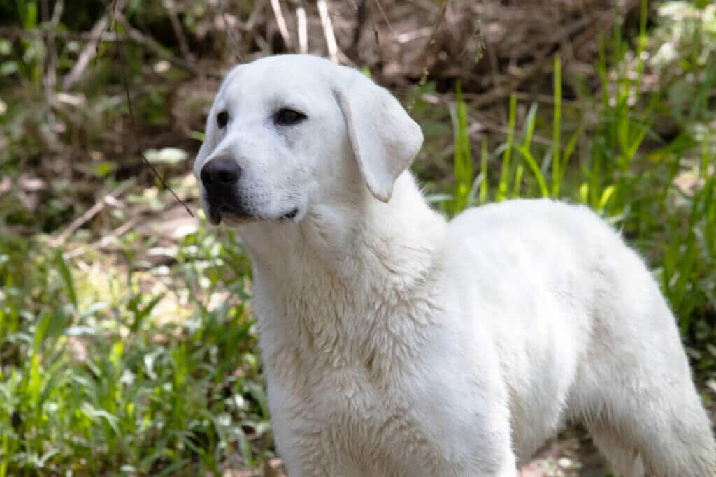 english labrador standing