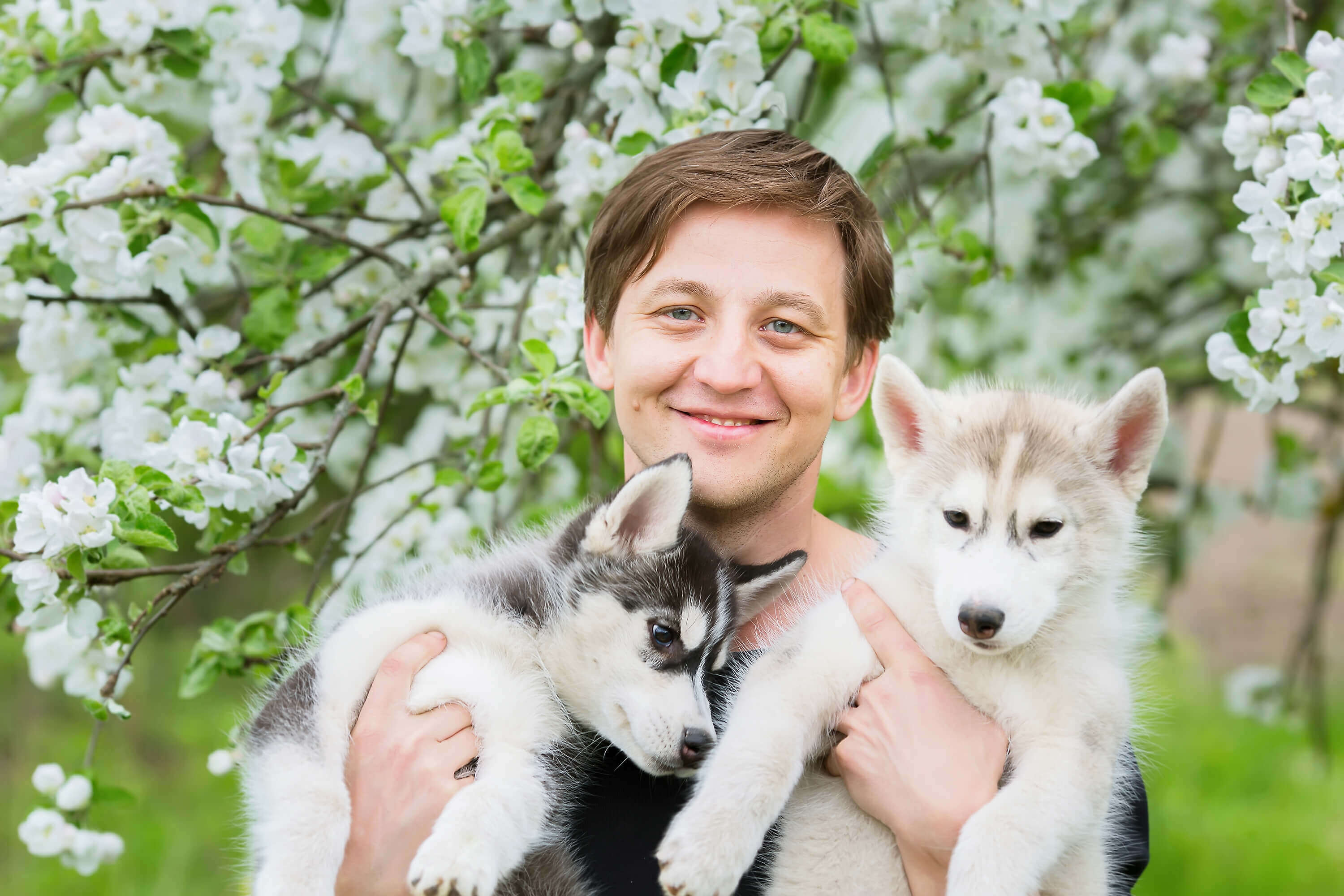 Man Holding Huskies