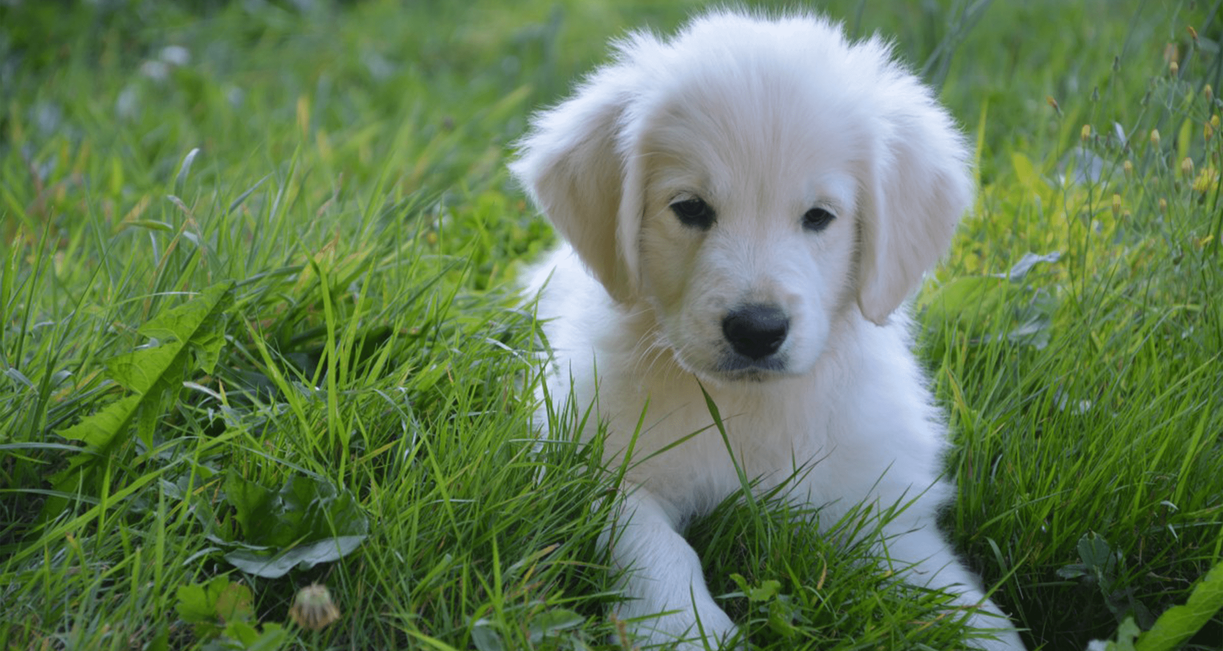 White Lab Laying In Grass