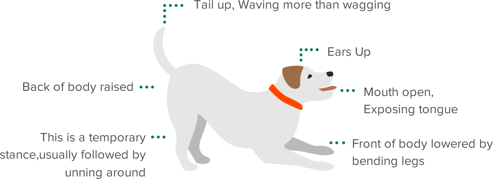 Graphic displaying what different Dog body language means
