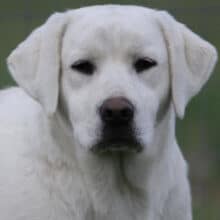 English Labrador with a blocky head