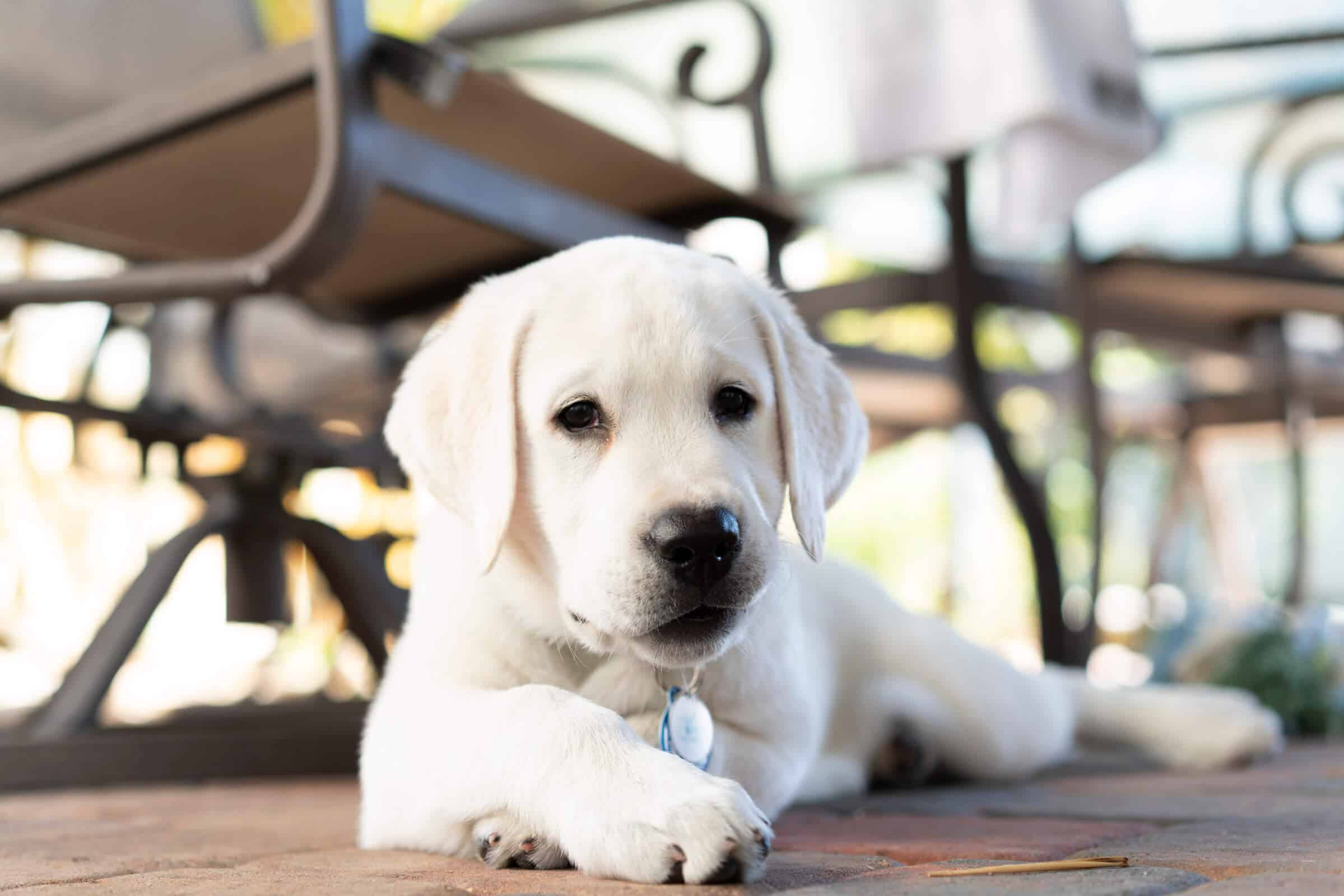 yellow lab with white markings