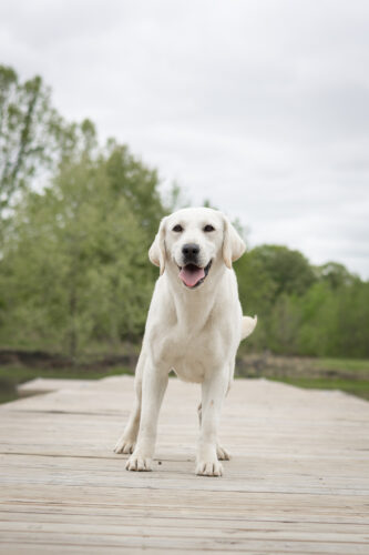 white lab on a dock