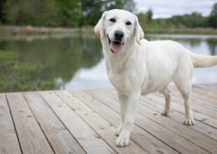 white lab by the water
