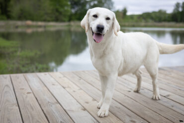 white lab by the water