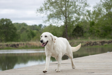 white labrador walking on a dock