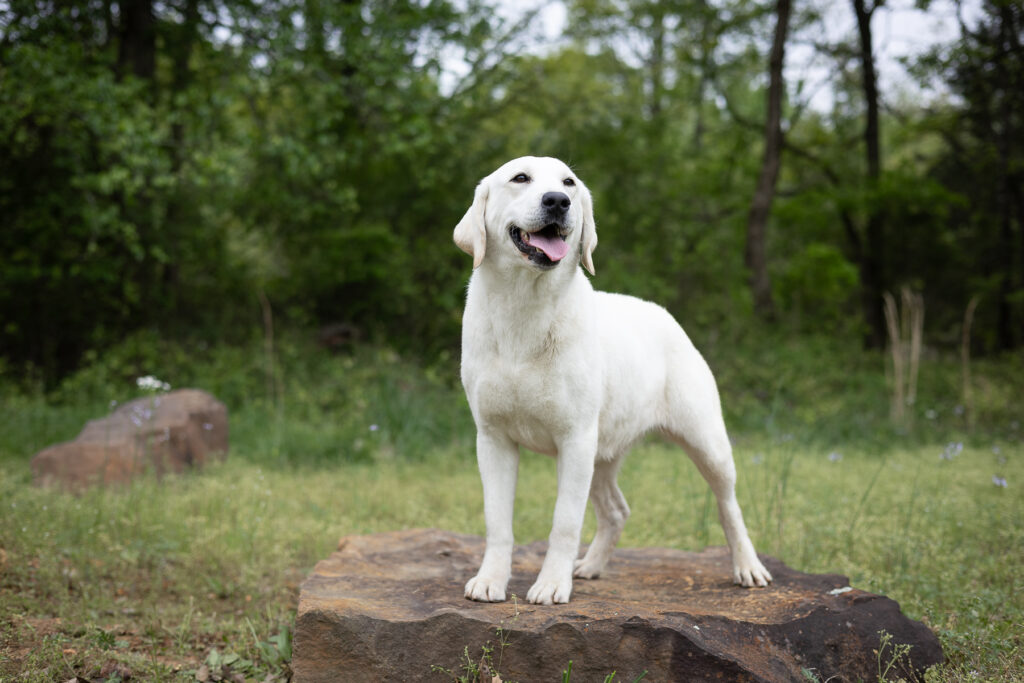 white lab on a rock
