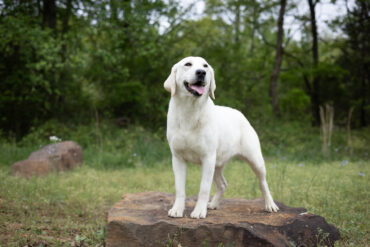 white lab on a rock