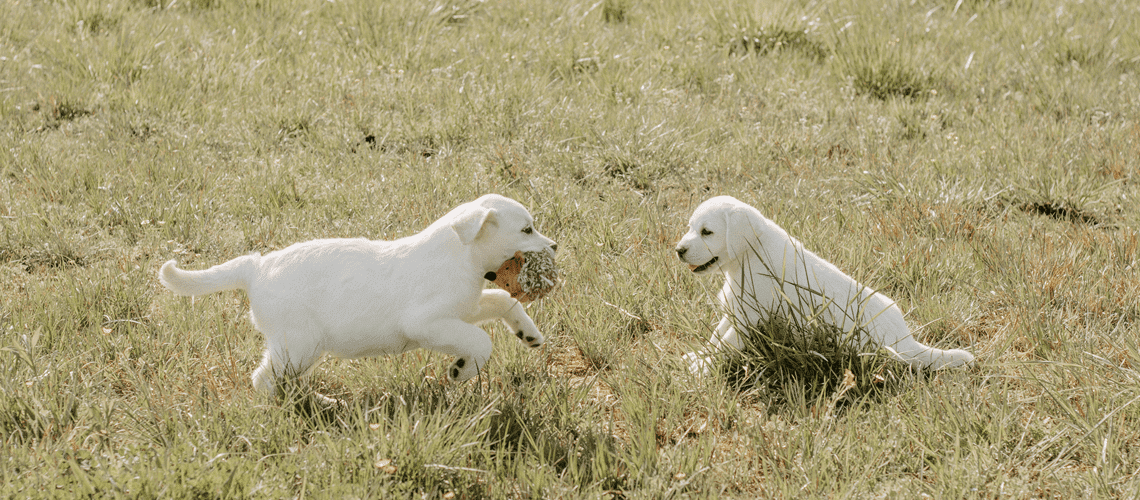Two white labs playing with toys
