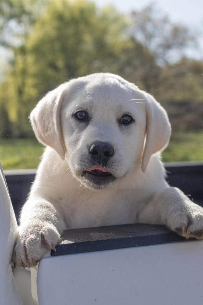 image of an english lab puppy in the back of a truck