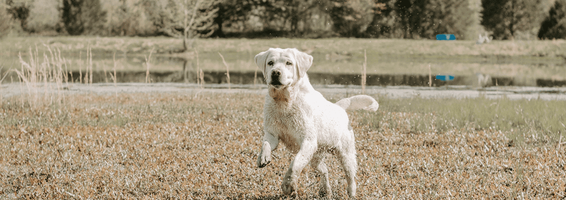 White lab eating from food bowl