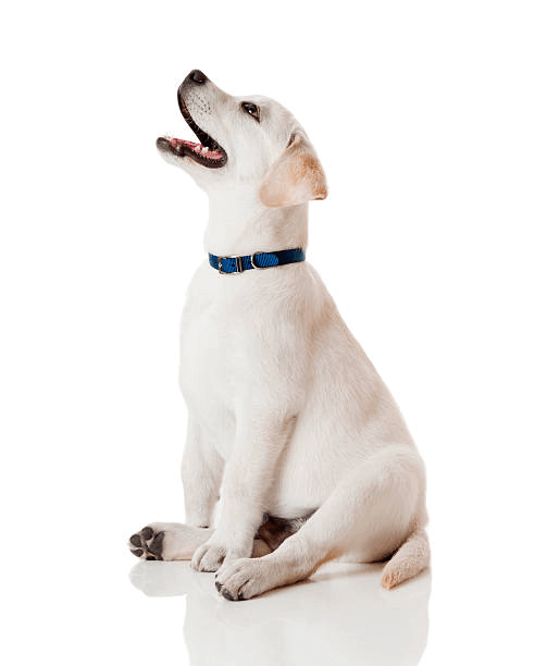 White Lab Sitting On Ground Looking At Ceiling