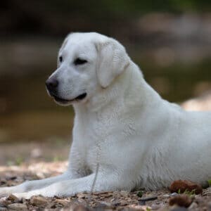 english lab lying near a creek