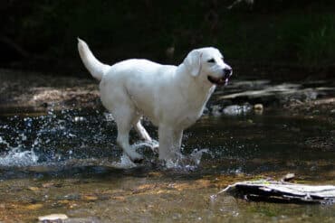 english labrador running in water