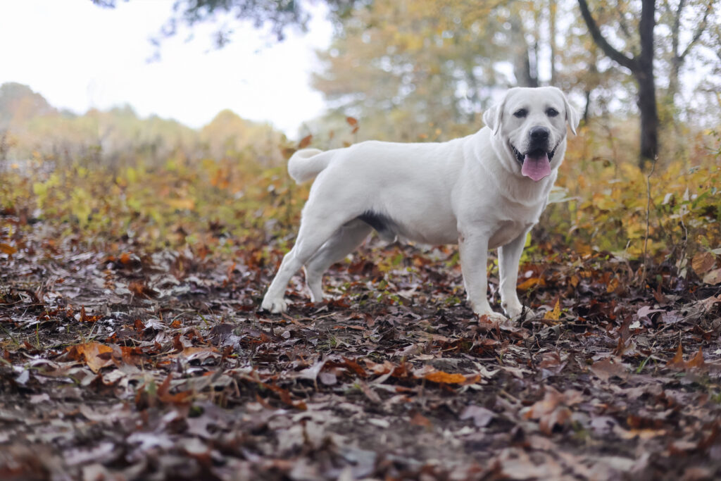 white lab in fall leaves