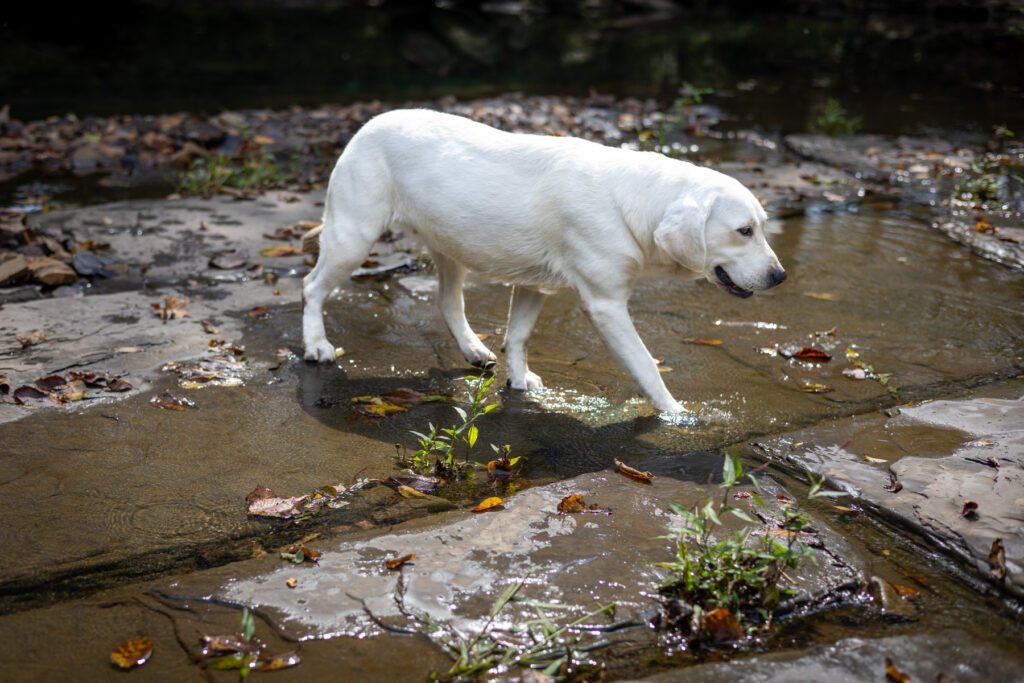 white lab walking in a creek