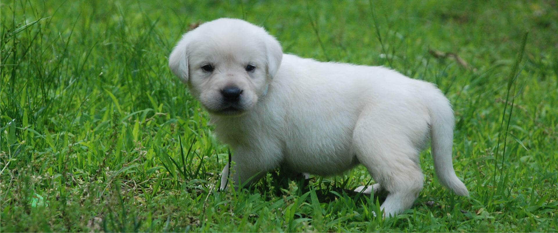 Lab Puppy Playing In The Grass