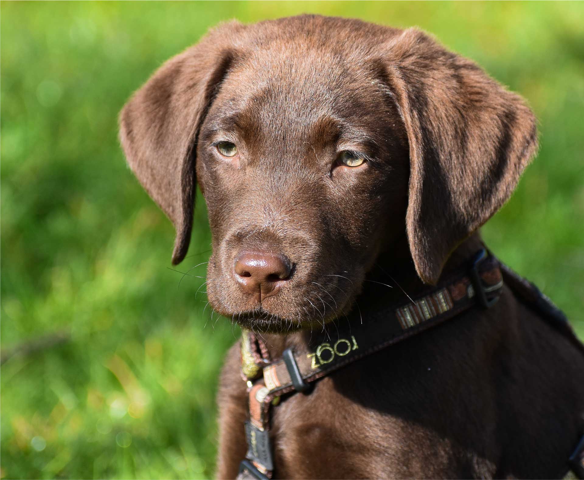 Chocolate Lab Sitting In Grass Looking At Camera