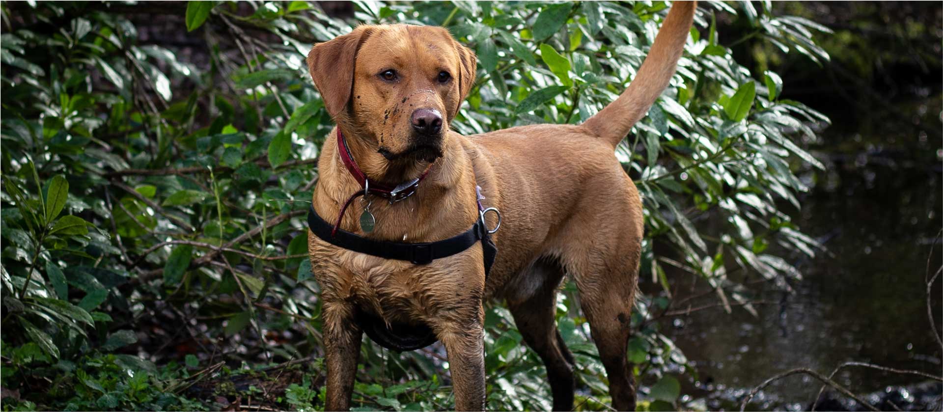 Light Brown Labrador Standing Looking At Camera