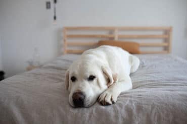 sleeping labrador