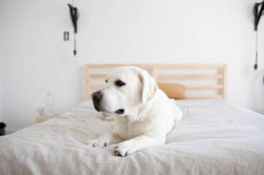 English Lab on the bed