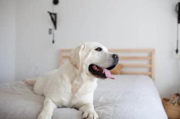 Labrador on the bed