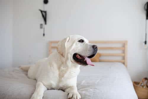 Labrador on the bed