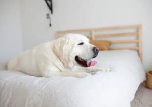 Yellow Labrador with white coat