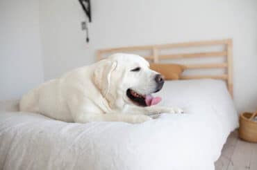 Yellow Labrador with white coat