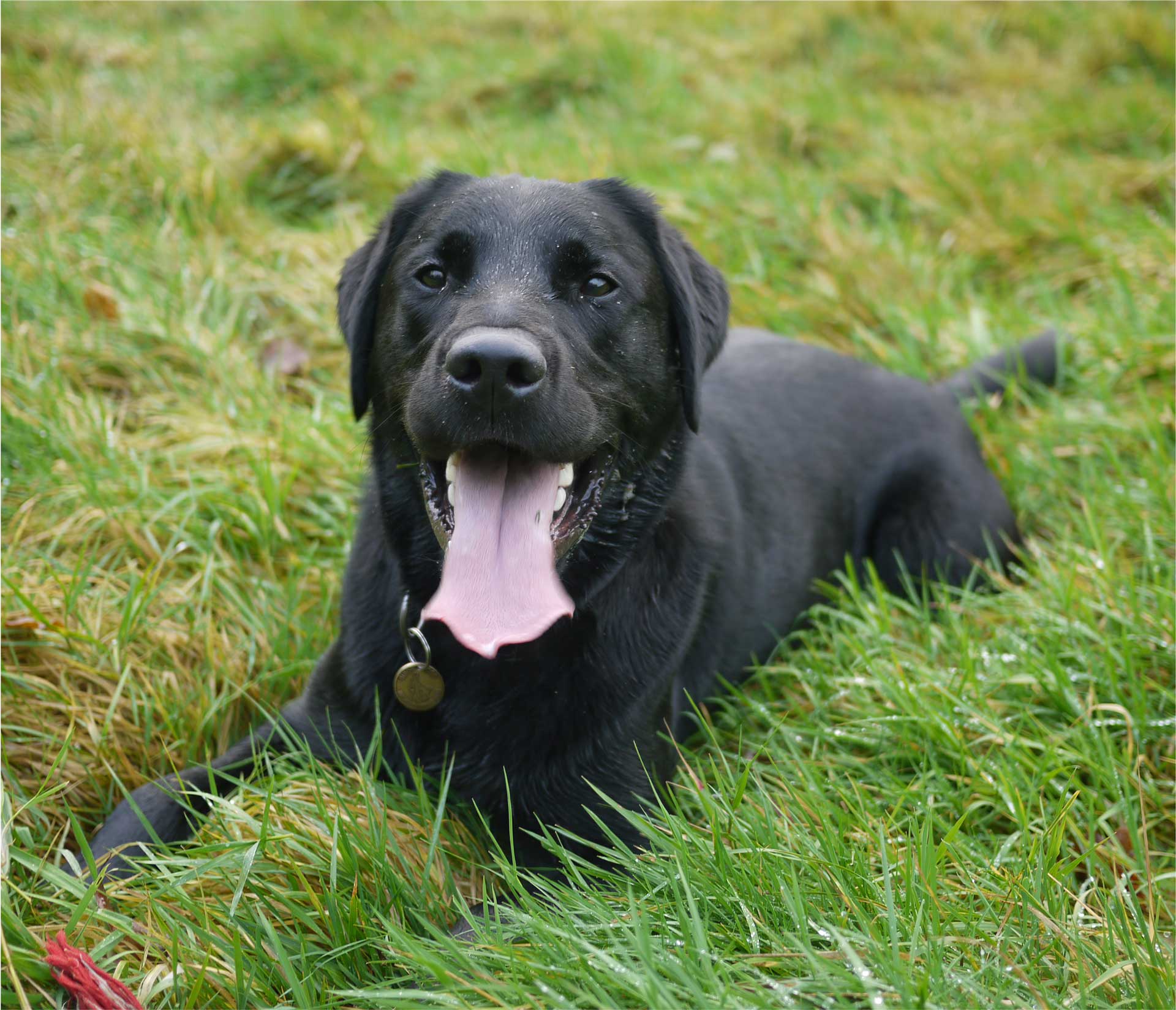 Black Lab Laying Down In Grass Yawning