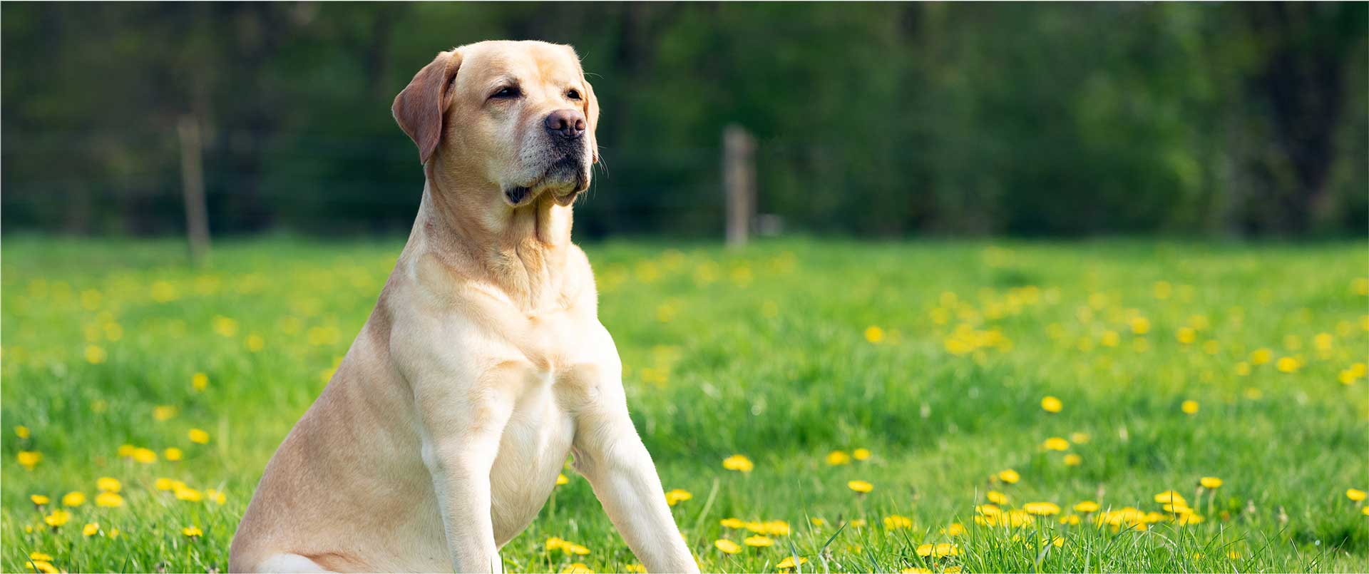 Adult White Lab Sitting In Field