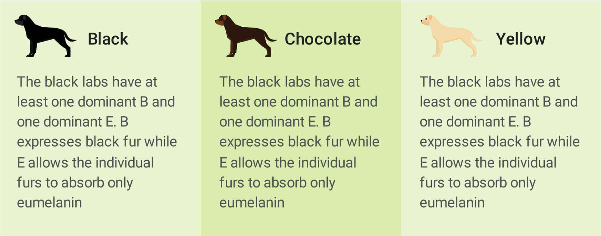 Lab Fur Inheritance Table