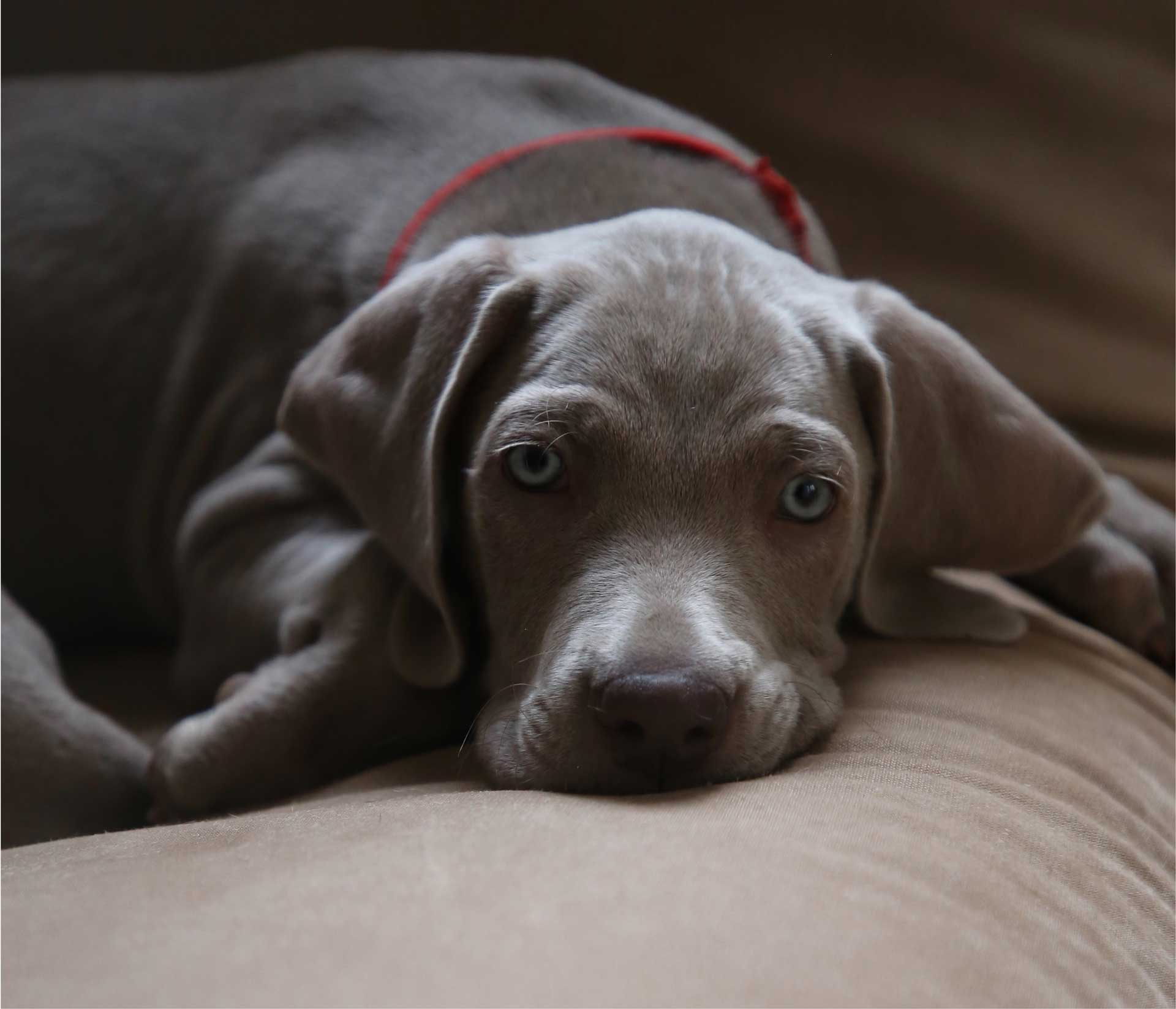 Gray Lab Laying Down on Couch Looking At Camera