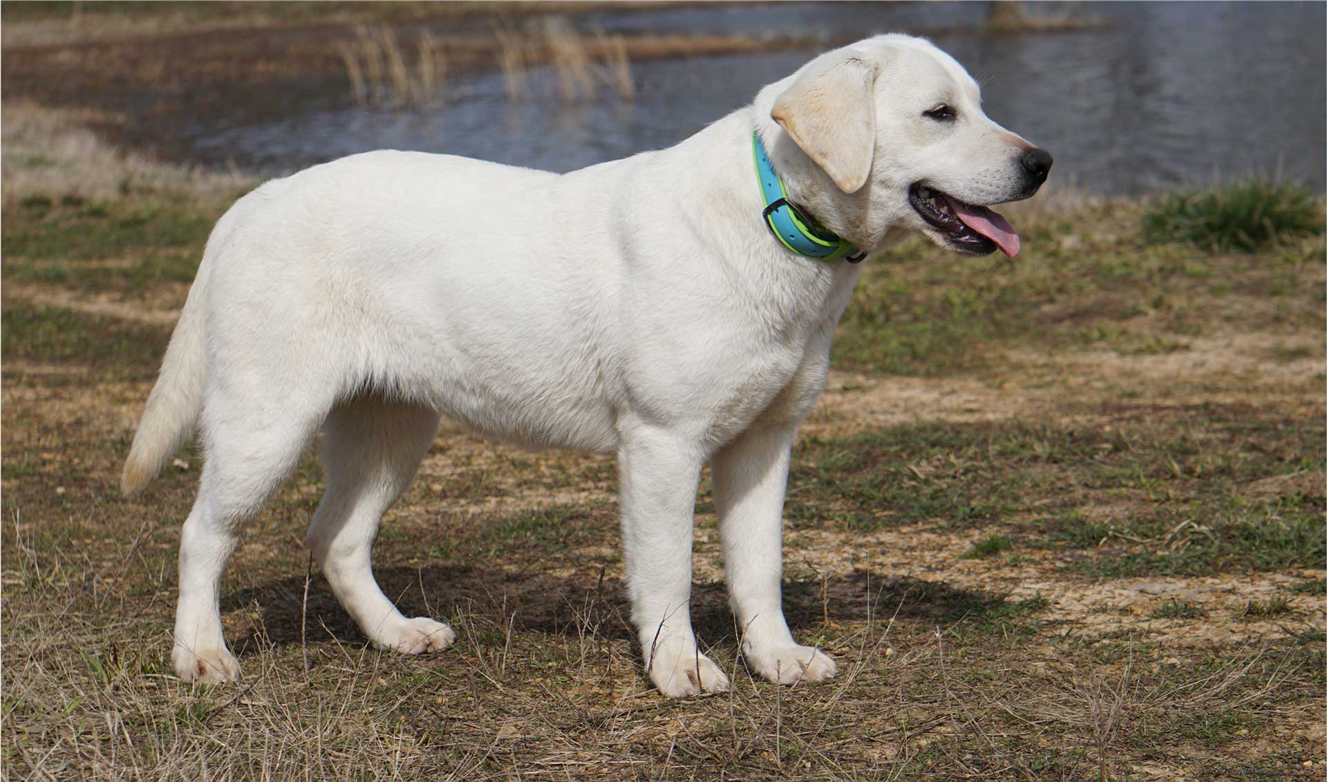 White Lab Standing In Grass Looking Away From Camera