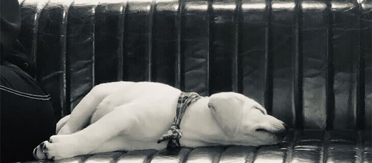 White Labrador Puppy Sleeping On Black Leather Couch