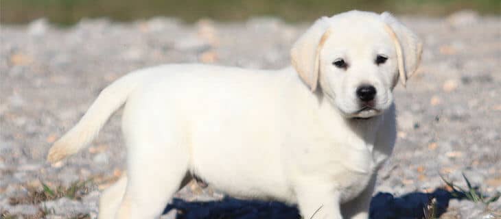 Thomas - White Labrador Puppy