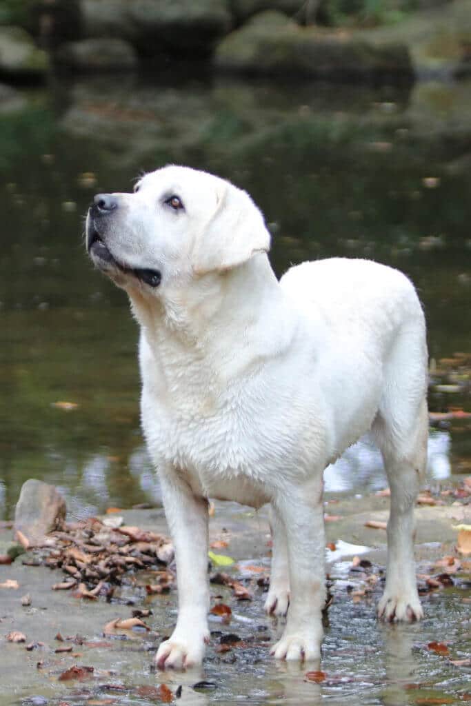 Champion English Labrador looing at the sky